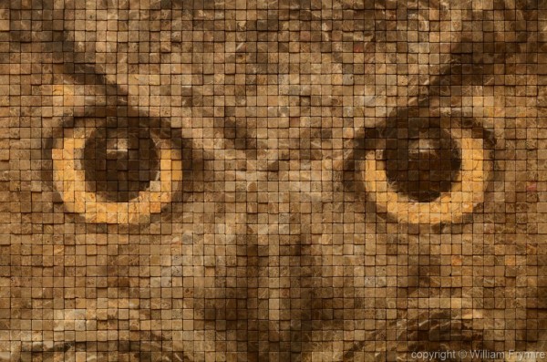 Owl Eyes Panorama 8 bit