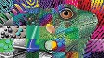https://www.frymire-art.com/wp-content/uploads/2013/05/colorful-creative-iguana1.jpg